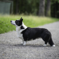 Blue Sirius Across The Universe