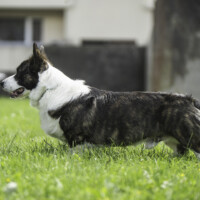 Bright Cardiband Blessed Alvin