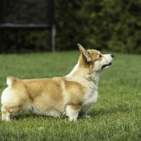 Kanrit Daly November Rain