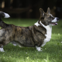 Margarita Nigra Zorro