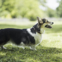 Mileedreams Call Me A Little Elf