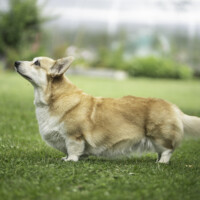 Milli Miller Millete