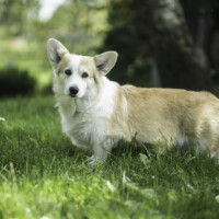 Mistycor Knocving Smile