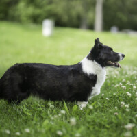 Suchastellar Sabine B