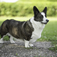 Zampa Grosso Bixby Red