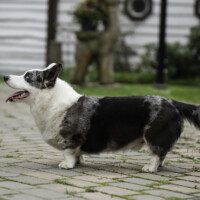 Blue Sirius Free As A Bird