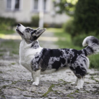 Blue Sirius Heartbreaker