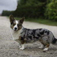 Blue Sirius Straight For The Heart