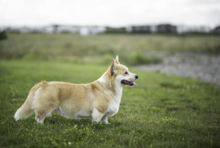 Candyman from Valhalos Sargas Candyman from Valhalos Sargas