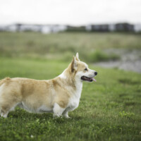 Candyman from Valhalos Sargas