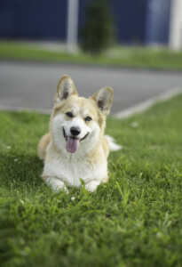 Candyman from Valhalos Sargas Candyman from Valhalos Sargas