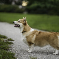 Chess Sopretty Red Velvet