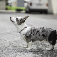 Christianu Ronaldo Reve Rose