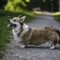 Corgirix Elven Forest