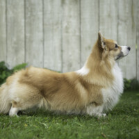 Nacho of Mouse House