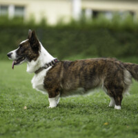 Suchastellar Rapunzel in the Tower
