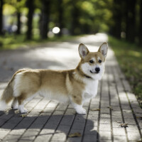 Amberynlea Quickstep