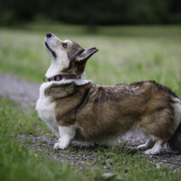 Annline's Golden Shiny Touch