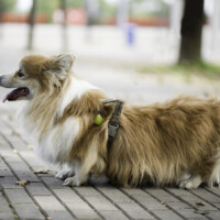 Astersland Don't Ask Me Why