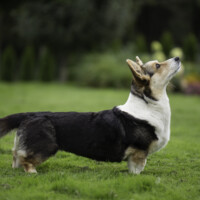 Astersland Fly Me To The Moon