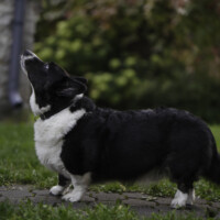 Astersland Getting Serious