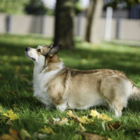 Astersland Limoncello