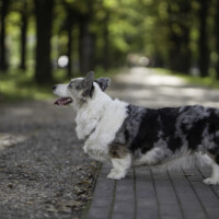 Astersland Once In A Blue Moon