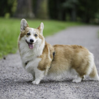 Astersland Quo Vadis