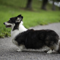 Astersland Sweet 'N' Special