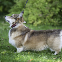 Astersland Turning Heads