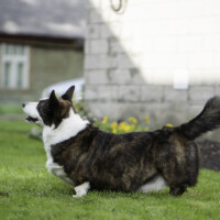 Astersland Unique Promises