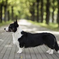 Blue Sirius Make A Memory