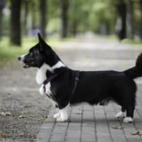 Blue Sirius Run With The Wind