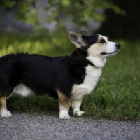 Blue Sirius You Know My Name