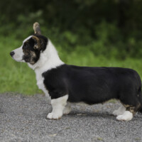 Bright Cardiband Ken I Waited For