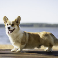 Corgalas Heimdall Of Asgard