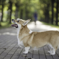 Cosmopaws Tacca Chartrieri