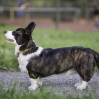 Flutwelle Ruby Rocky