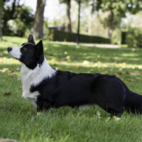 Flutwelle Ruby Roksa