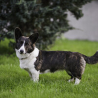 Mindful Fox Attractive Nora