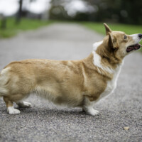 Soulcorker Lady Rose of May