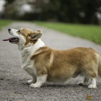 Soulcorker Mister Maple