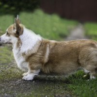 Astersland Golden Memories