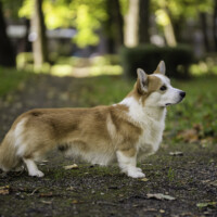 Astersland Supersonic