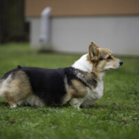 Corgirix Jam Sugar Rush