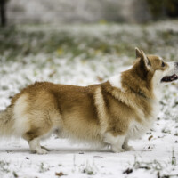 Floris Cor Dandelion Yellow Sun