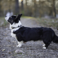 Astersland Better Believe It