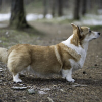 Astersland Goodbye To Yesterday