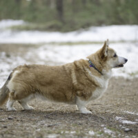 Svingas Medaus Lietus