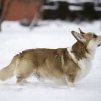 Cosmopaws Great Barrier Reef